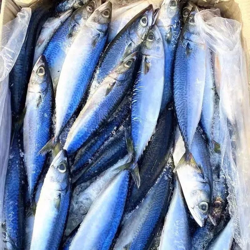 鲐鲅鱼青占鱼鲭鱼海捕船冻单冻加工品质保证罐头厂量大优惠