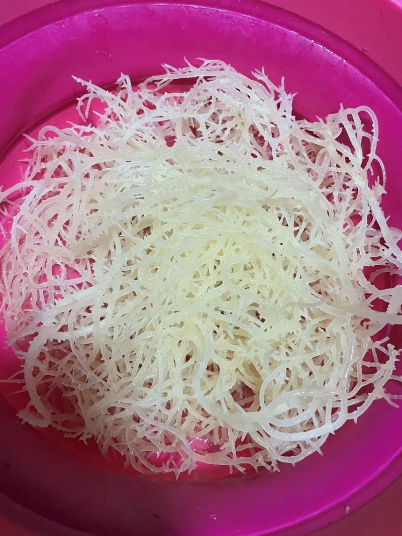 进口石花菜