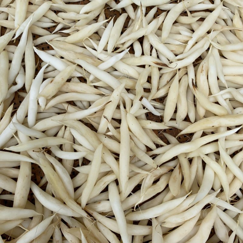 云南野生百部