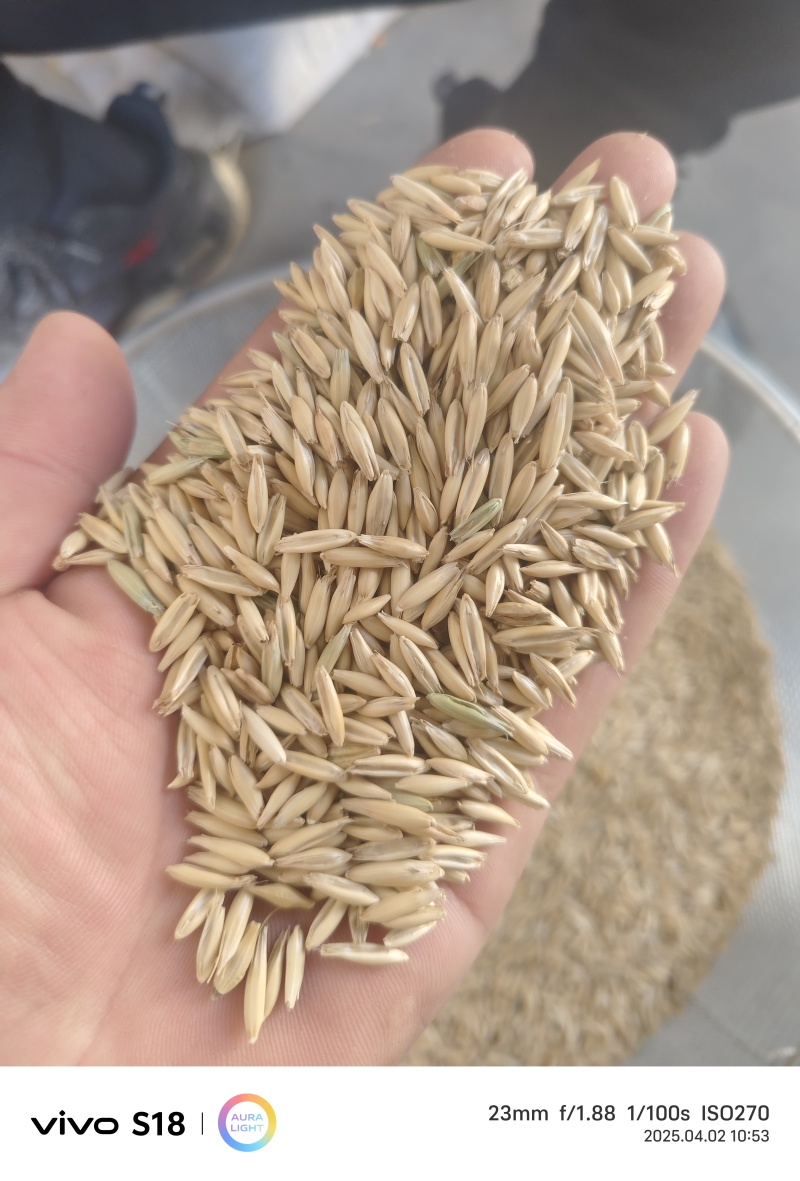 带壳燕麦货源充足量大从优诚信经营欢迎咨询