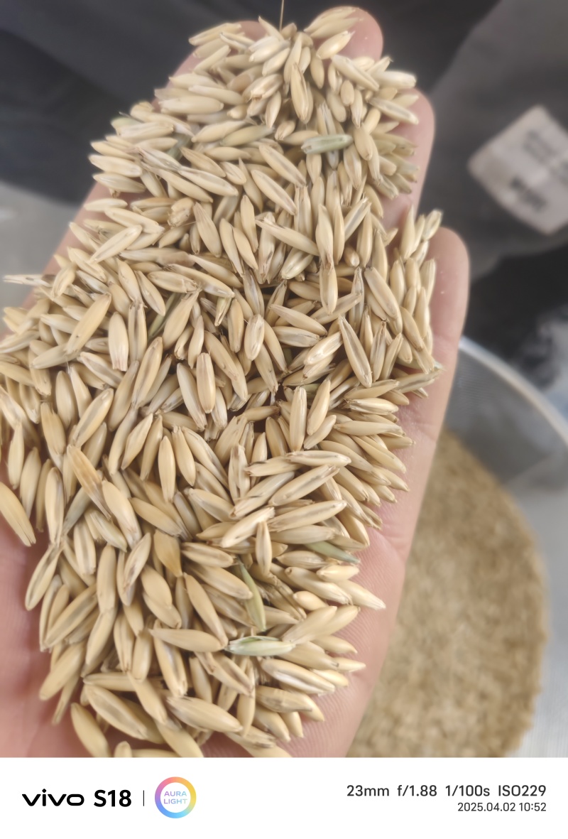 带壳燕麦货源充足量大从优诚信经营欢迎咨询
