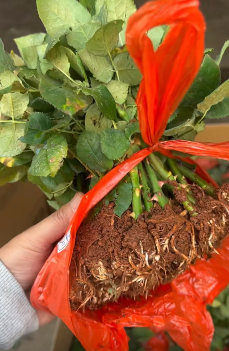 月季苗现货秒发全国供应，月季花月季苗