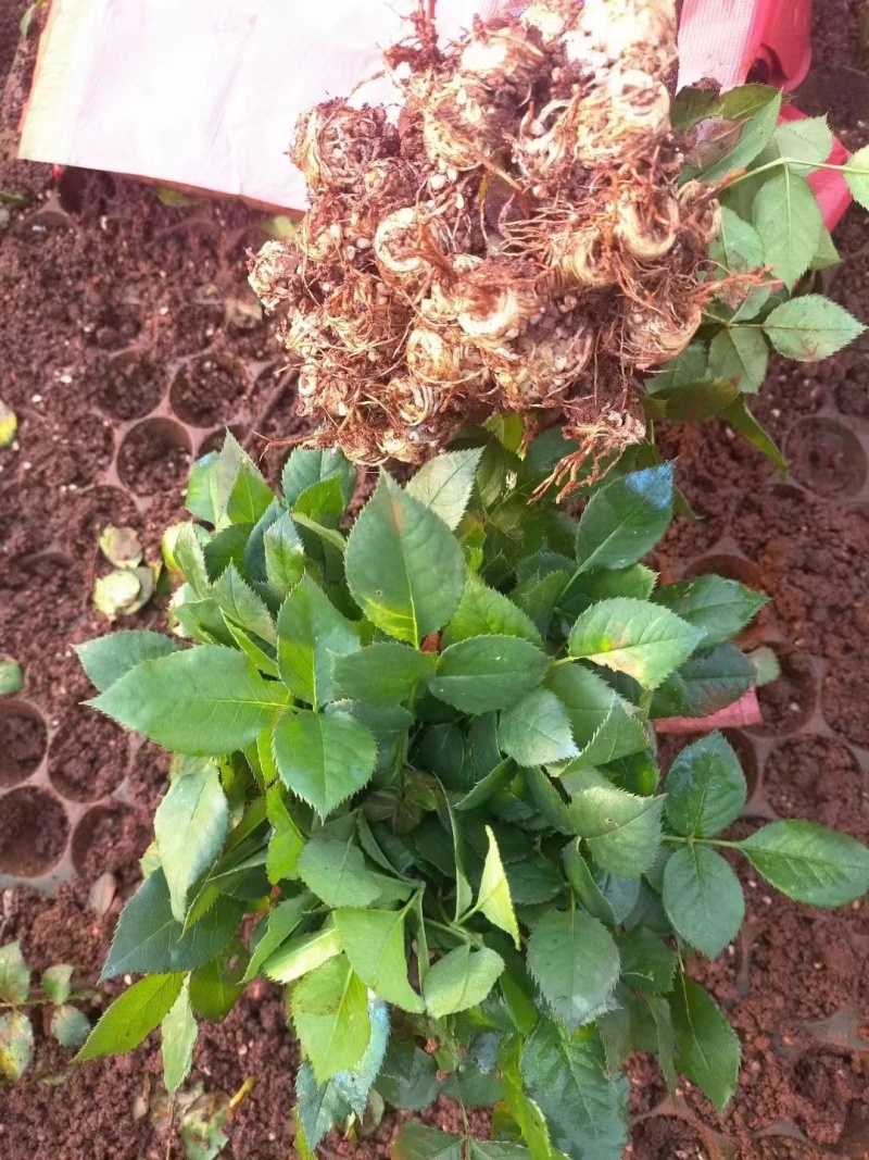 月季苗现货秒发全国供应，月季花月季苗