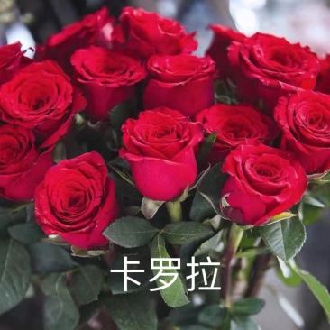 月季苗现货秒发全国供应，月季花月季苗