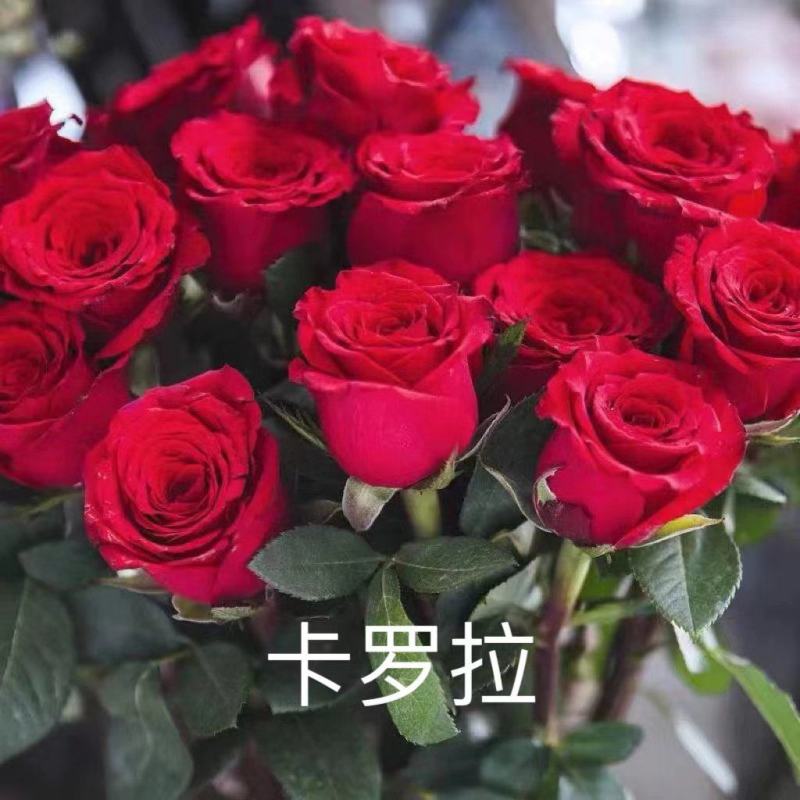 月季苗现货秒发全国供应，月季花月季苗