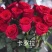 月季苗现货秒发全国供应，月季花月季苗