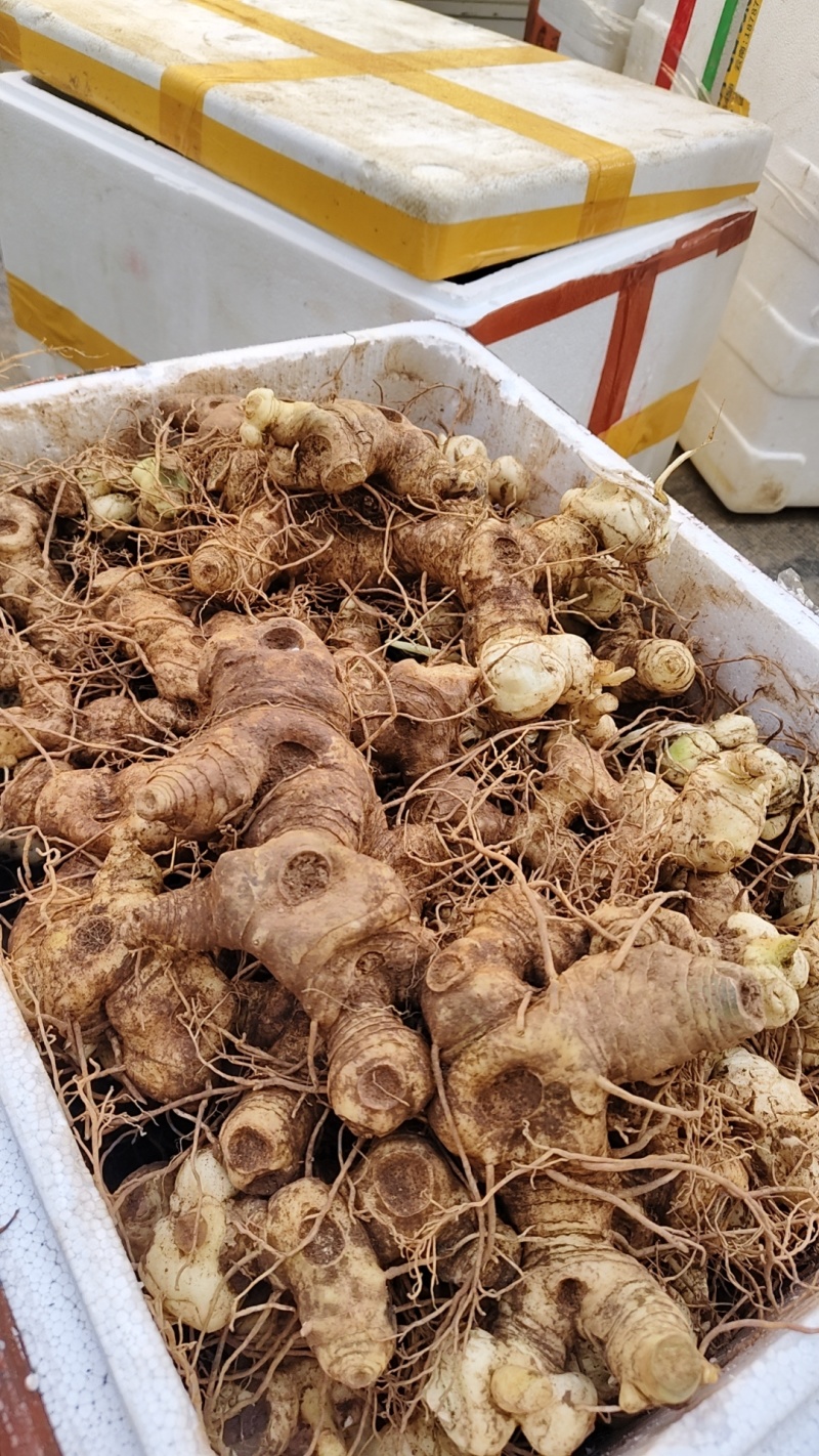 四川高杆不倒苗姜型黄精，芽头，统货，盘姜长期稳定供看
