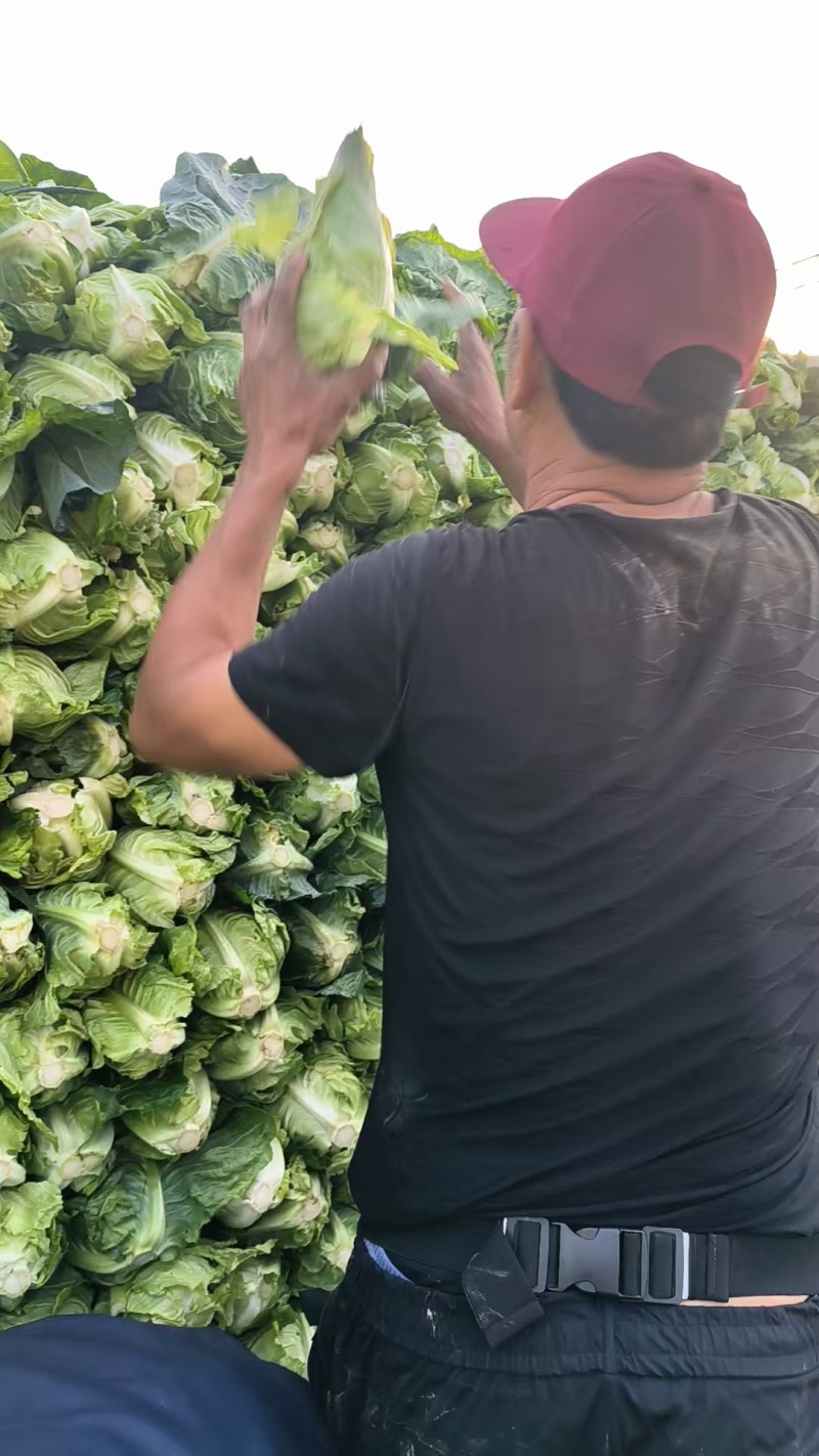 牛心甘蓝牛心包菜大量上市了欢迎各位新老客户老板前来选购