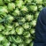 牛心甘蓝牛心包菜大量上市了欢迎各位新老客户老板前来选购