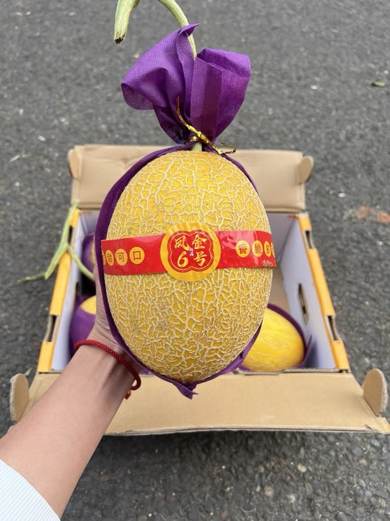 山东凤金6号黄金6号凤金六号黄25