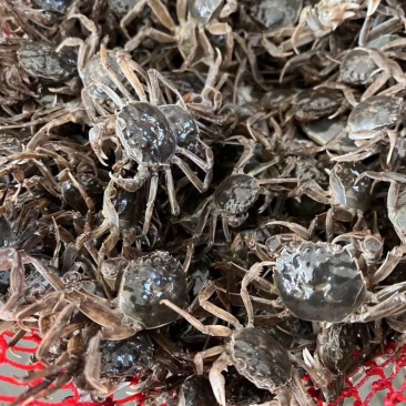 蟹苗70-130全规格