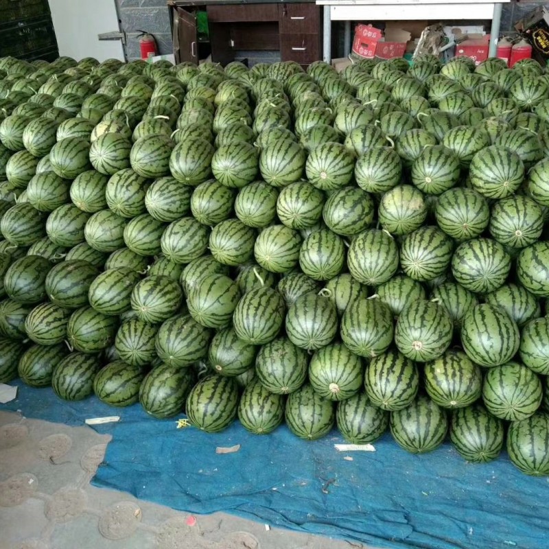 2k西瓜，产地批发，品种齐全，供应电商，团购的客户