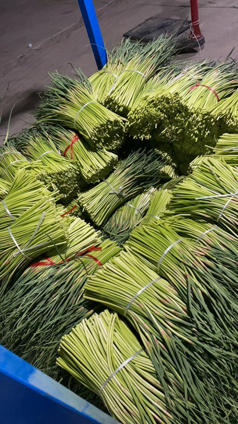 邳州蒜薹蒜苔红帽蒜薹，市场，商超，电商**