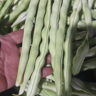 平度芸豆大量上市中，质量好，价格便宜