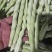 平度芸豆大量上市中，质量好，价格便宜