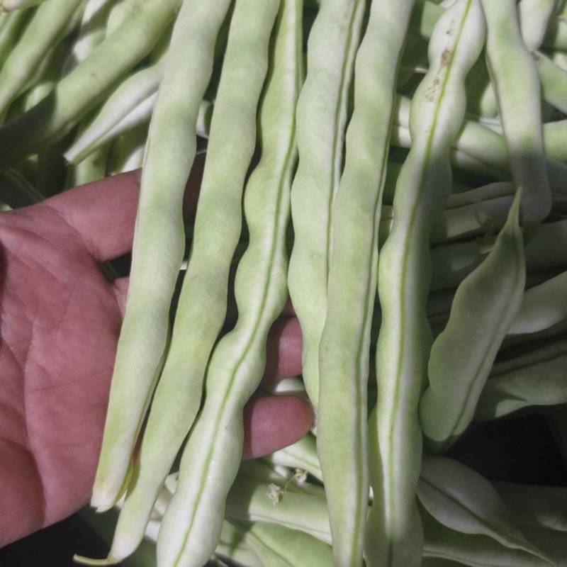 平度芸豆大量上市中，质量好，价格便宜