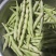 平度芸豆大量上市中，质量好，价格便宜