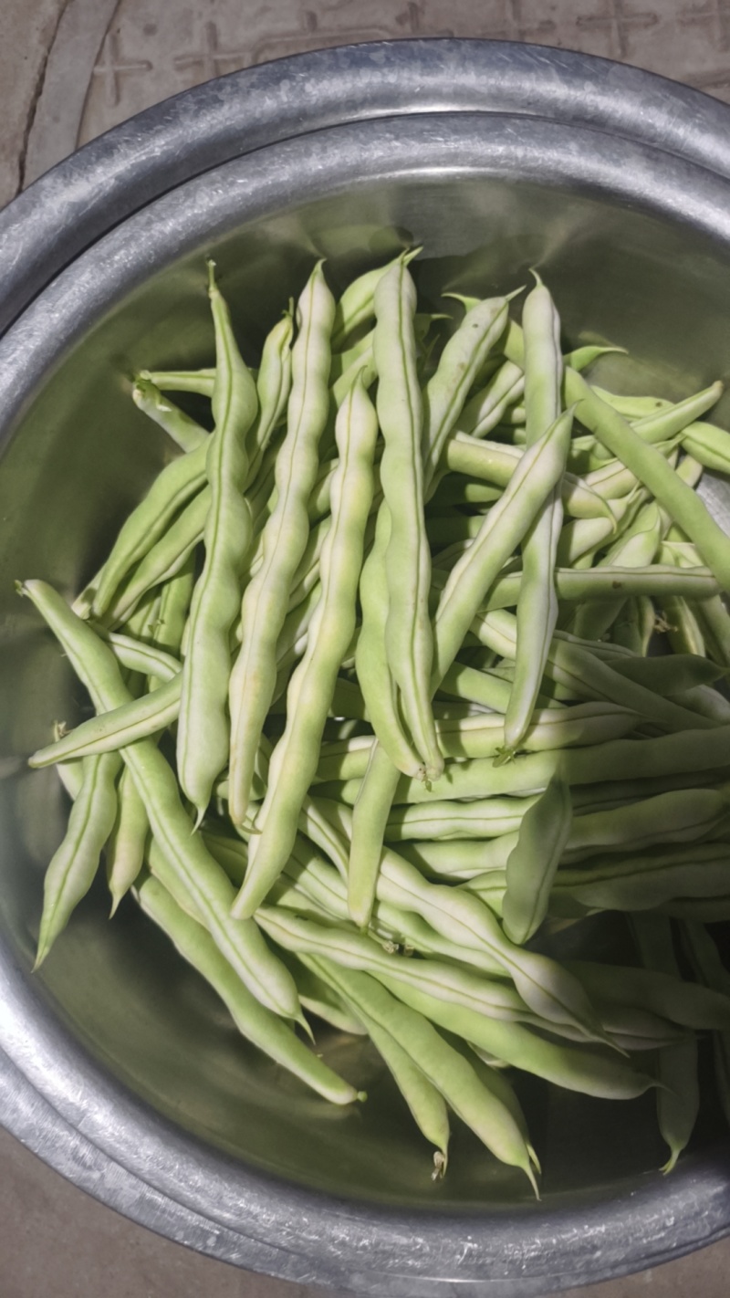 平度芸豆大量上市中，质量好，价格便宜