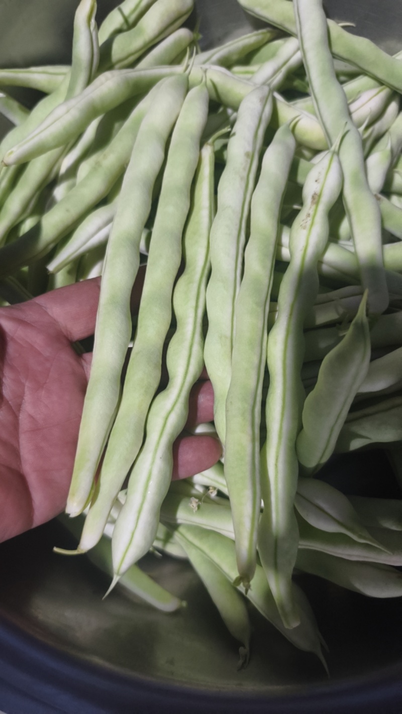 平度芸豆大量上市中，质量好，价格便宜