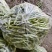 平度芸豆大量上市中，质量好，价格便宜