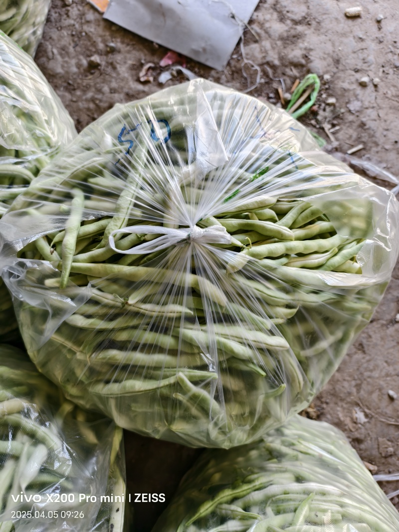 平度芸豆大量上市中，质量好，价格便宜