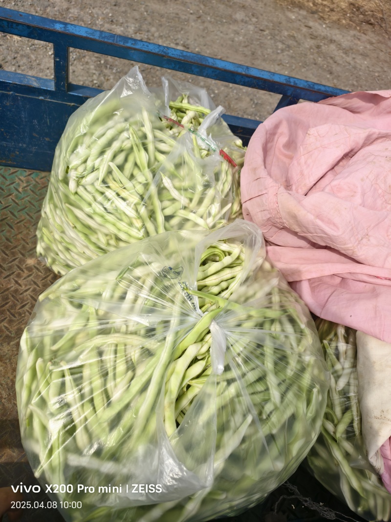 平度芸豆大量上市中，质量好，价格便宜