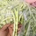 平度芸豆大量上市中，质量好，价格便宜