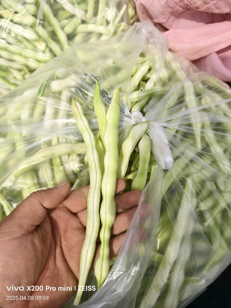 平度芸豆大量上市中，质量好，价格便宜
