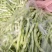 平度芸豆大量上市中，质量好，价格便宜