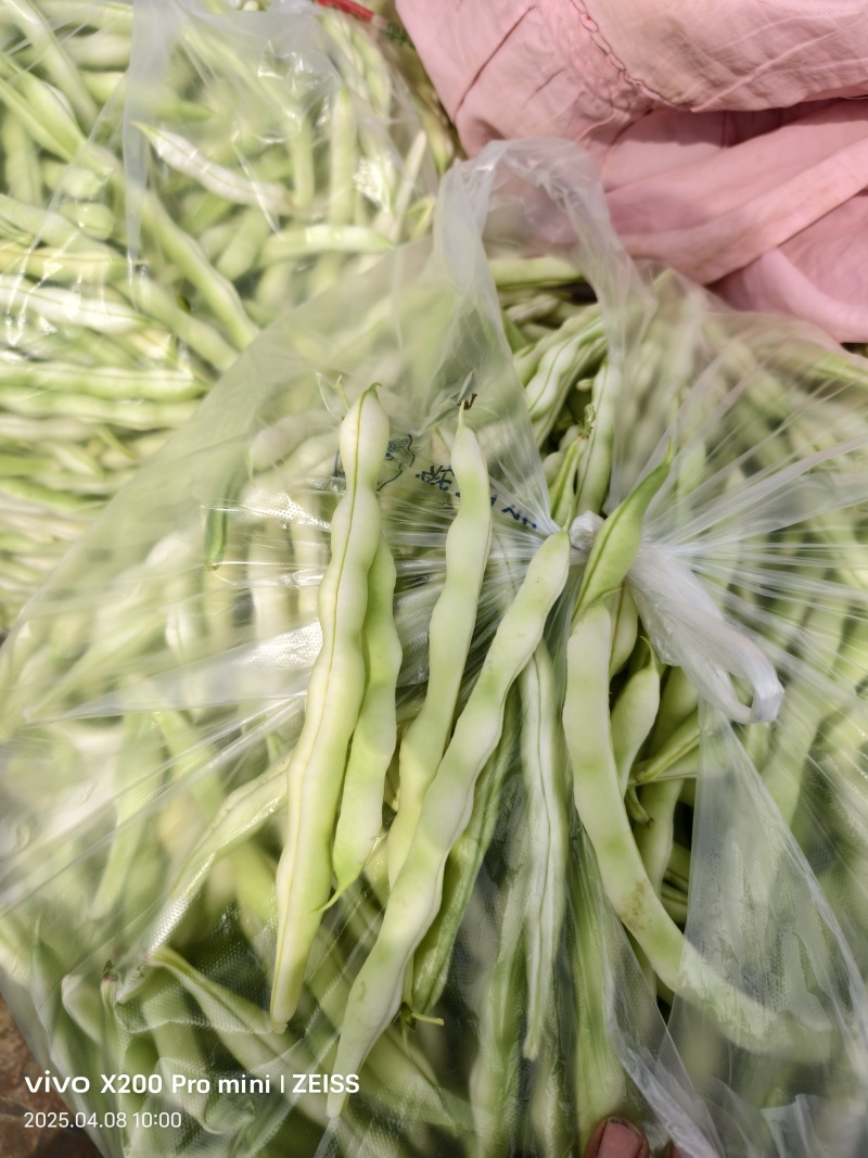 平度芸豆大量上市中，质量好，价格便宜