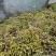 单叶双叶小果石橄榄包邮到家，大山YS货量大优惠产地直发