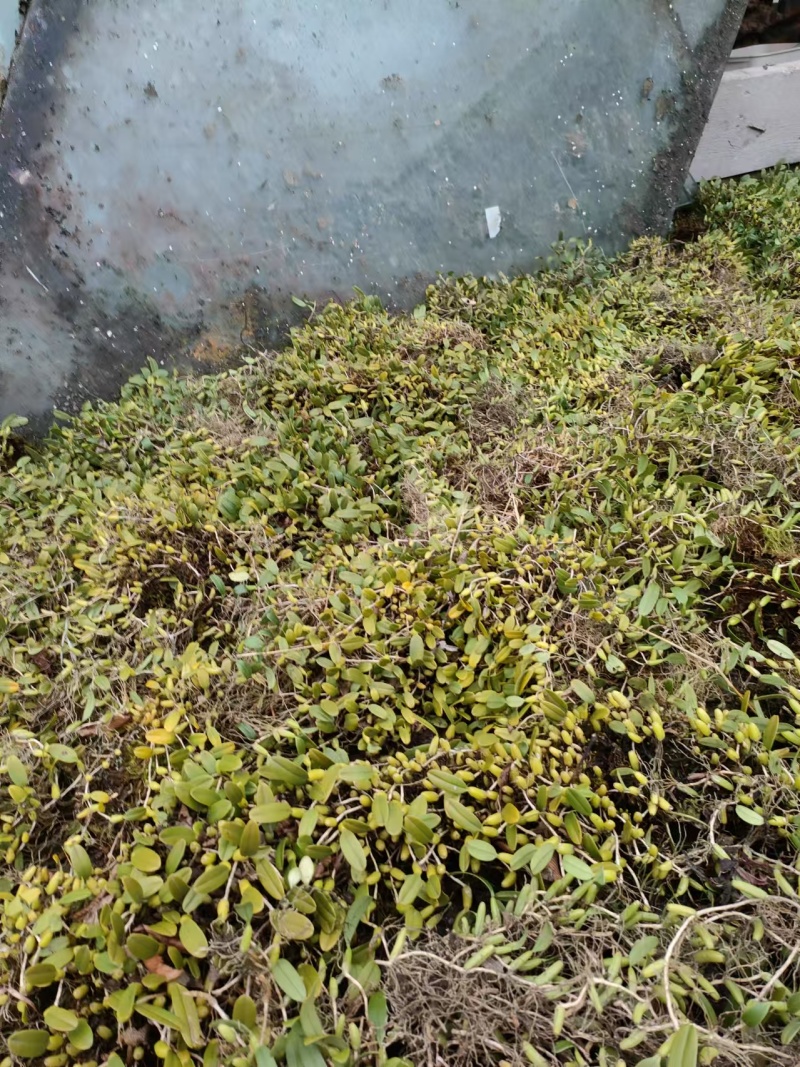 单叶双叶小果石橄榄包邮到家，大山YS货量大优惠产地直发