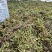 单叶双叶小果石橄榄包邮到家，大山YS货量大优惠产地直发
