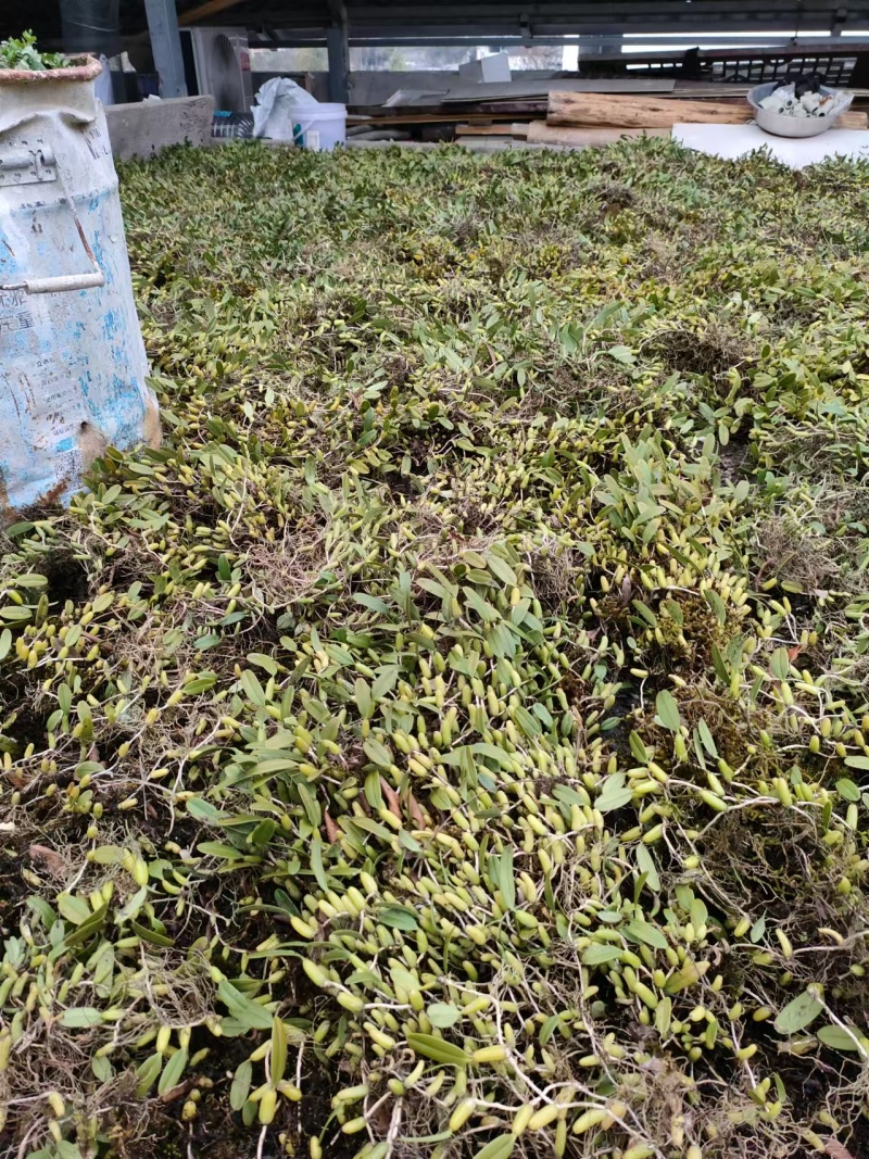 单叶双叶小果石橄榄包邮到家，大山YS货量大优惠产地直发