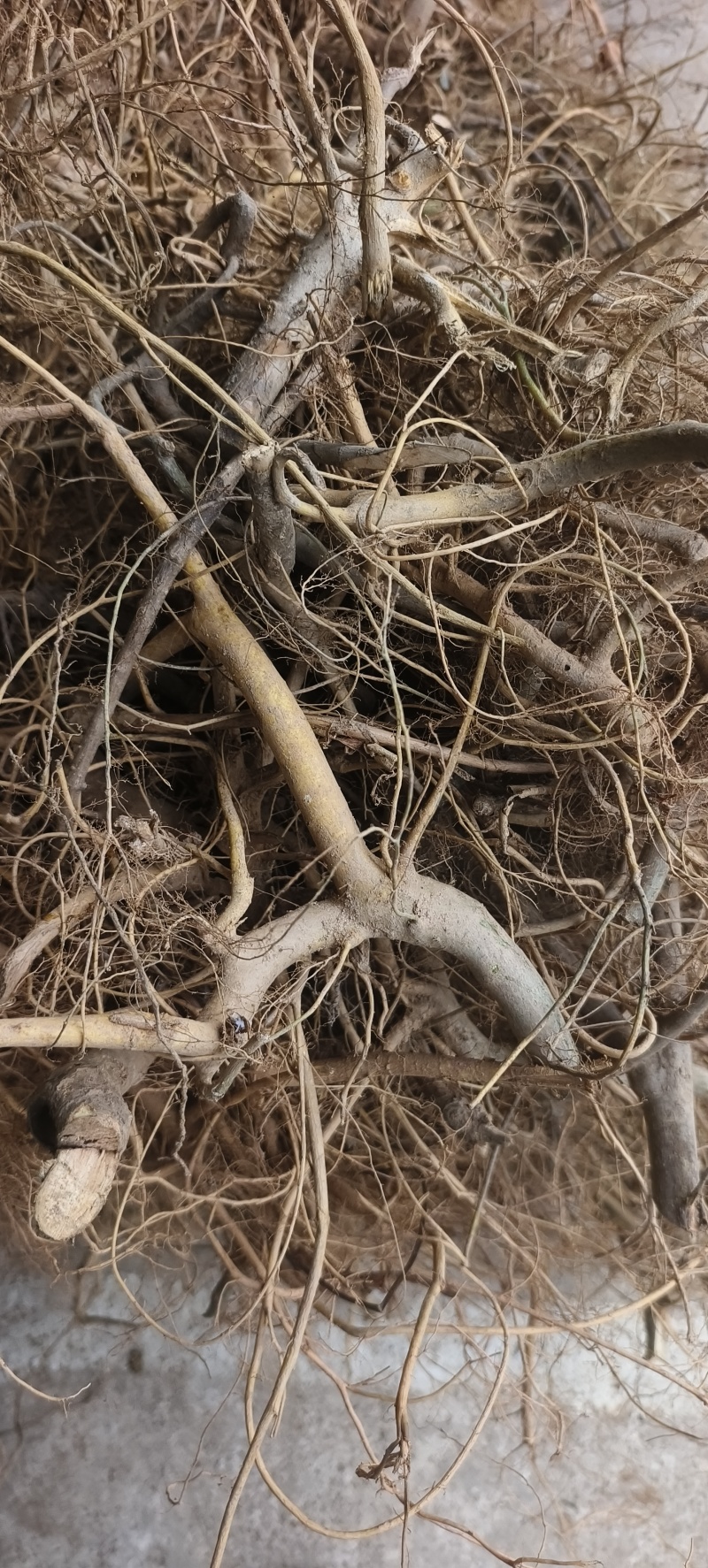 广西野生白花牛奶根牛奶根煲汤材料量大包邮