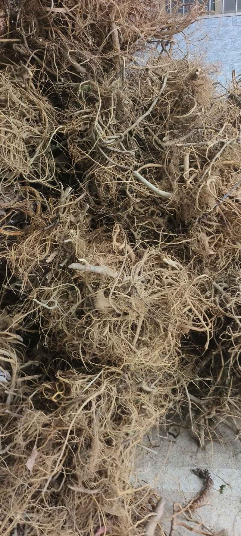 广西野生白花牛奶根牛奶根煲汤材料量大包邮