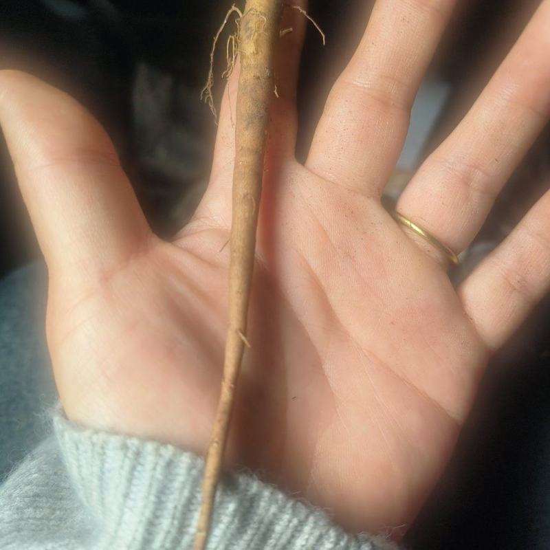 赤芍苗，1年生
