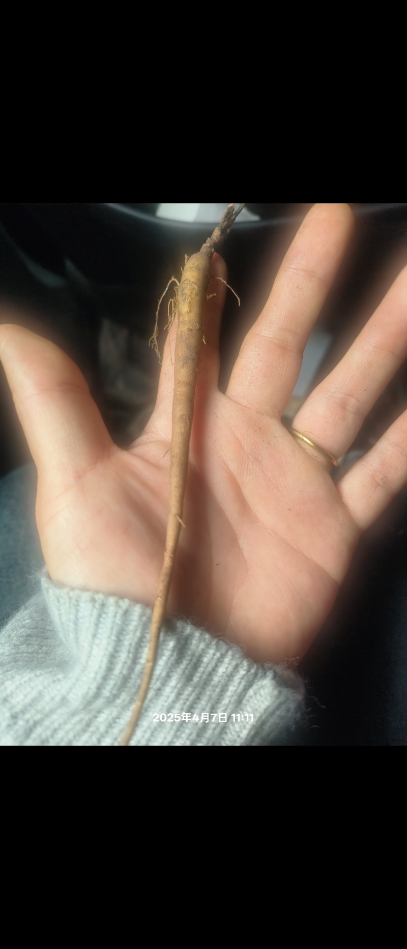 赤芍苗，1年生