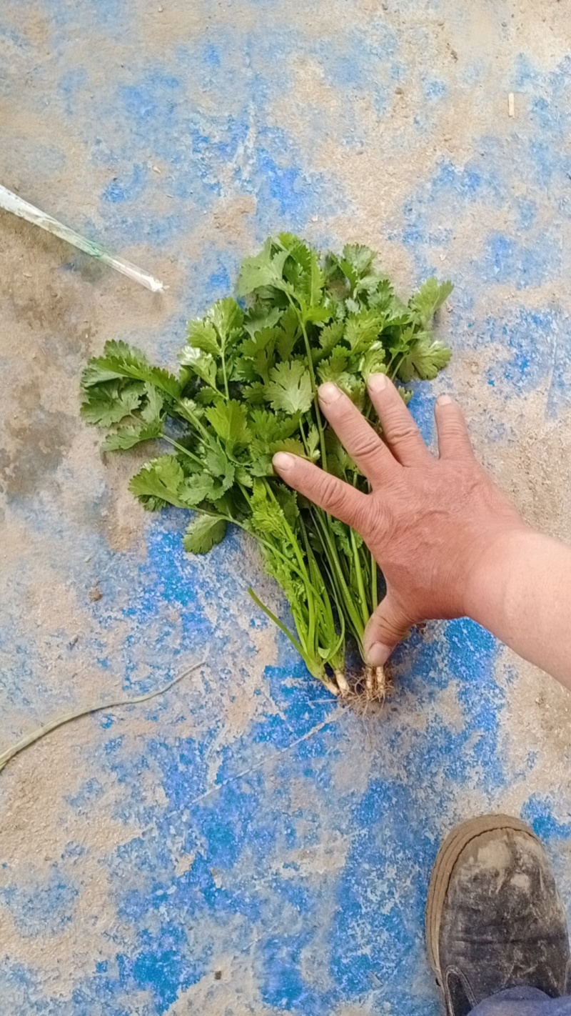 香菜