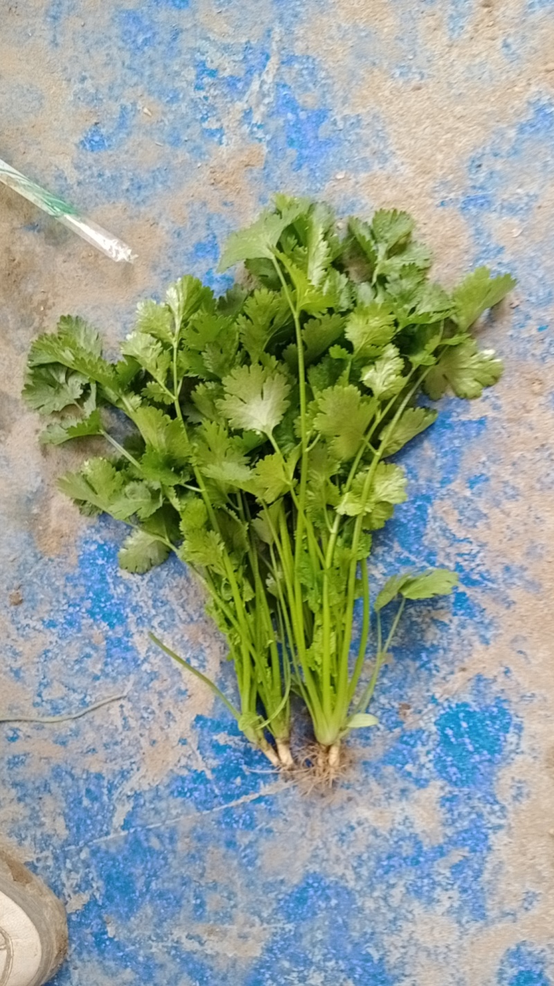 香菜