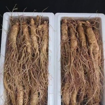 长白山鲜人参，一手货源，产地发货，保证质量