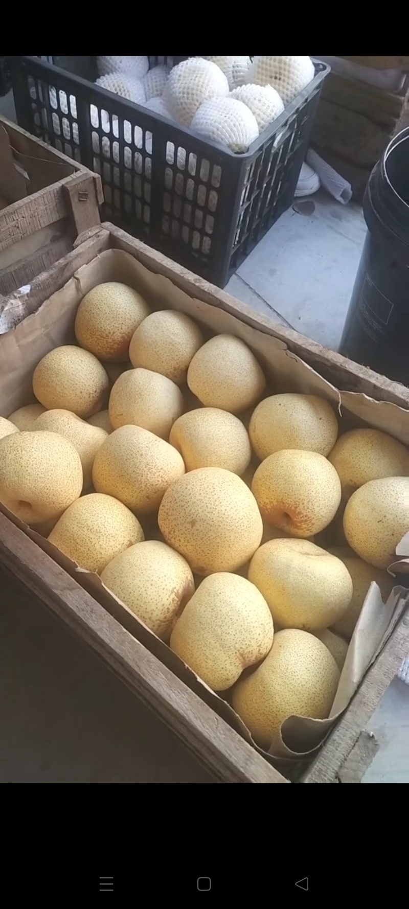 砀山梨果面干净含糖量高，产地直销，诚信交易，整车代发