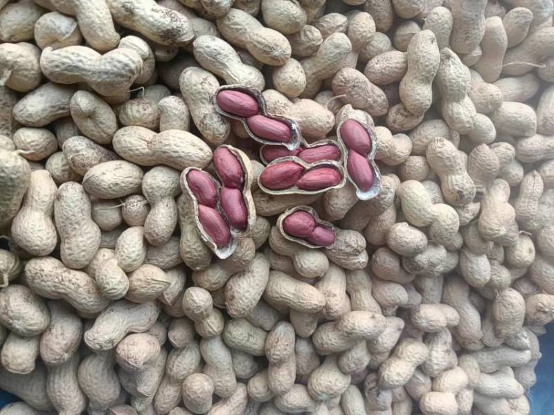 【花生】两粒红米花生精选果大量供应基地直发欢迎咨询