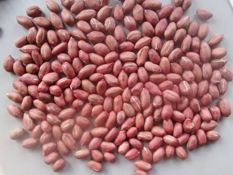 【花生】两粒红米花生精选果大量供应基地直发欢迎咨询