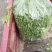 青菜苔