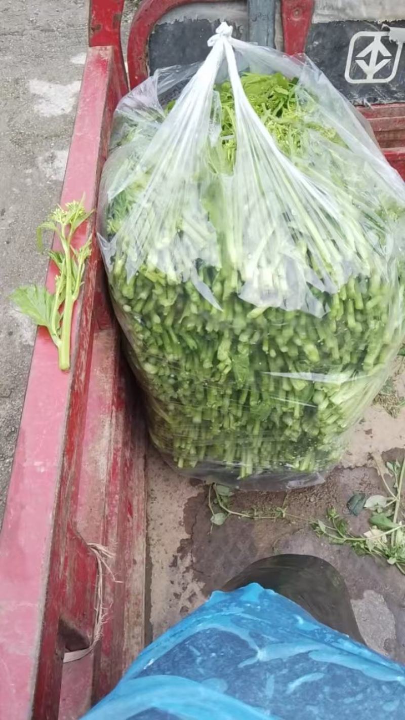 青菜苔