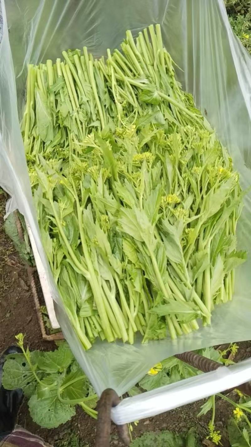 青菜苔