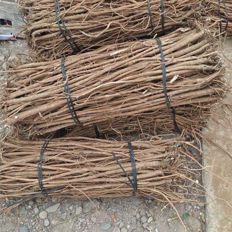 小叶千斤拔药材和种子供应一手货源