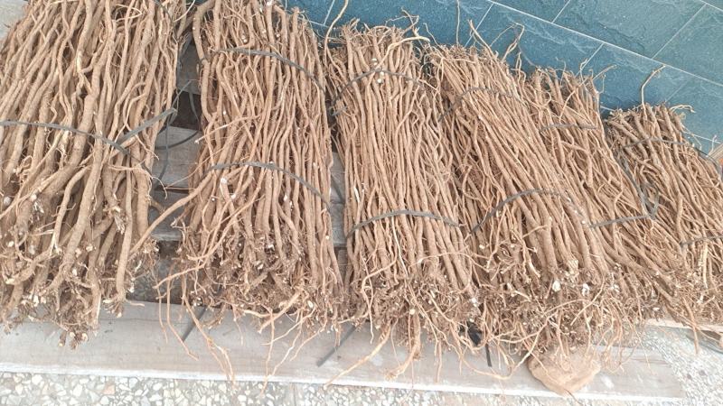 小叶千斤拔药材和种子供应一手货源