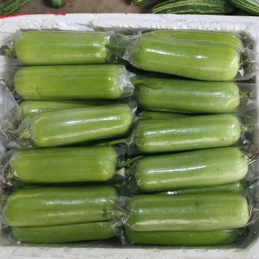 老板们，今天是4月10号白玉丝瓜质量短个有意向老板欢迎致